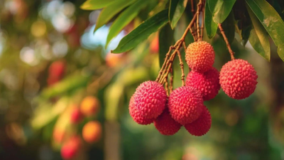 Tezpur Litchi: Boost for litchi exports! Assam’s GI-tagged Tezpur litchi reaches Dubai, Singapore in first shipment