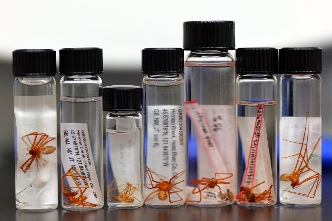 A Native naming ceremony welcomes newly discovered spider into community of the land