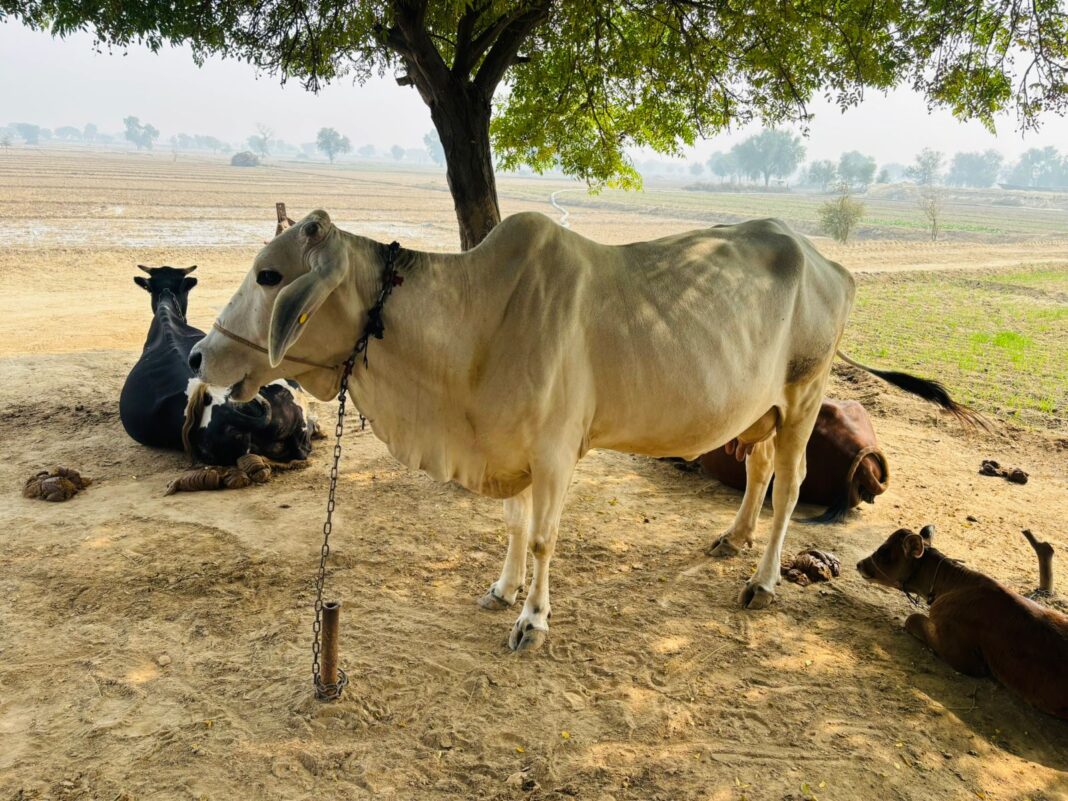 पशुपालन विभाग की फिर चूक, बिना नीडल-सीरिंज भेजी वैक्सीन:गलघोंटू-मुंह खुर के बाद लम्पी का होगा टीकाकरण, डीडी बोले-बजट नहीं आया