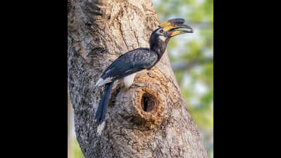 Oriental Pied Hornbill feeding at least two nests of Grey Hornbills | Delhi News
