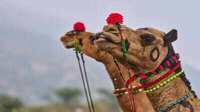 Kashmir camel seized over Eid ‘slaughter’ claim, owner hoofs it to court | India News