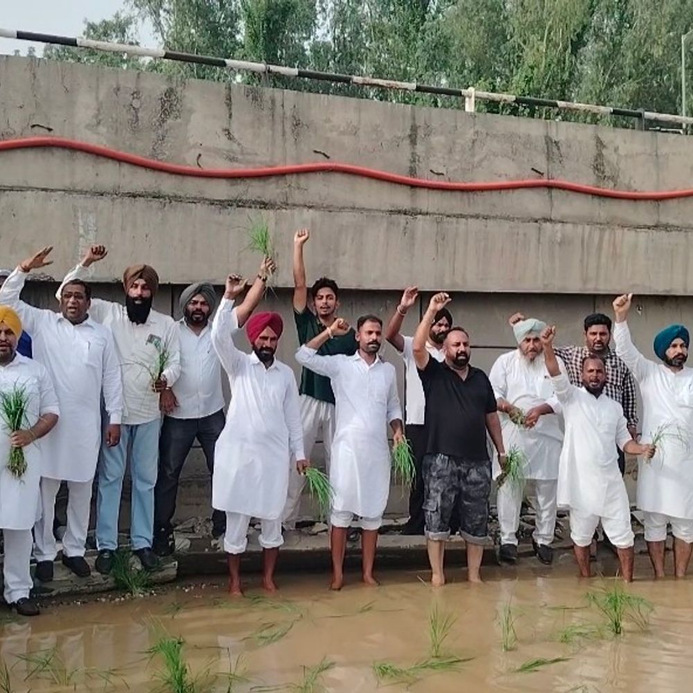 कांग्रेस कार्यकर्ताओं ने रुके पानी में धान लगाया:संगरूर में जलभराव और खराब निकासी पर सरकार के खिलाफ किया प्रदर्शन