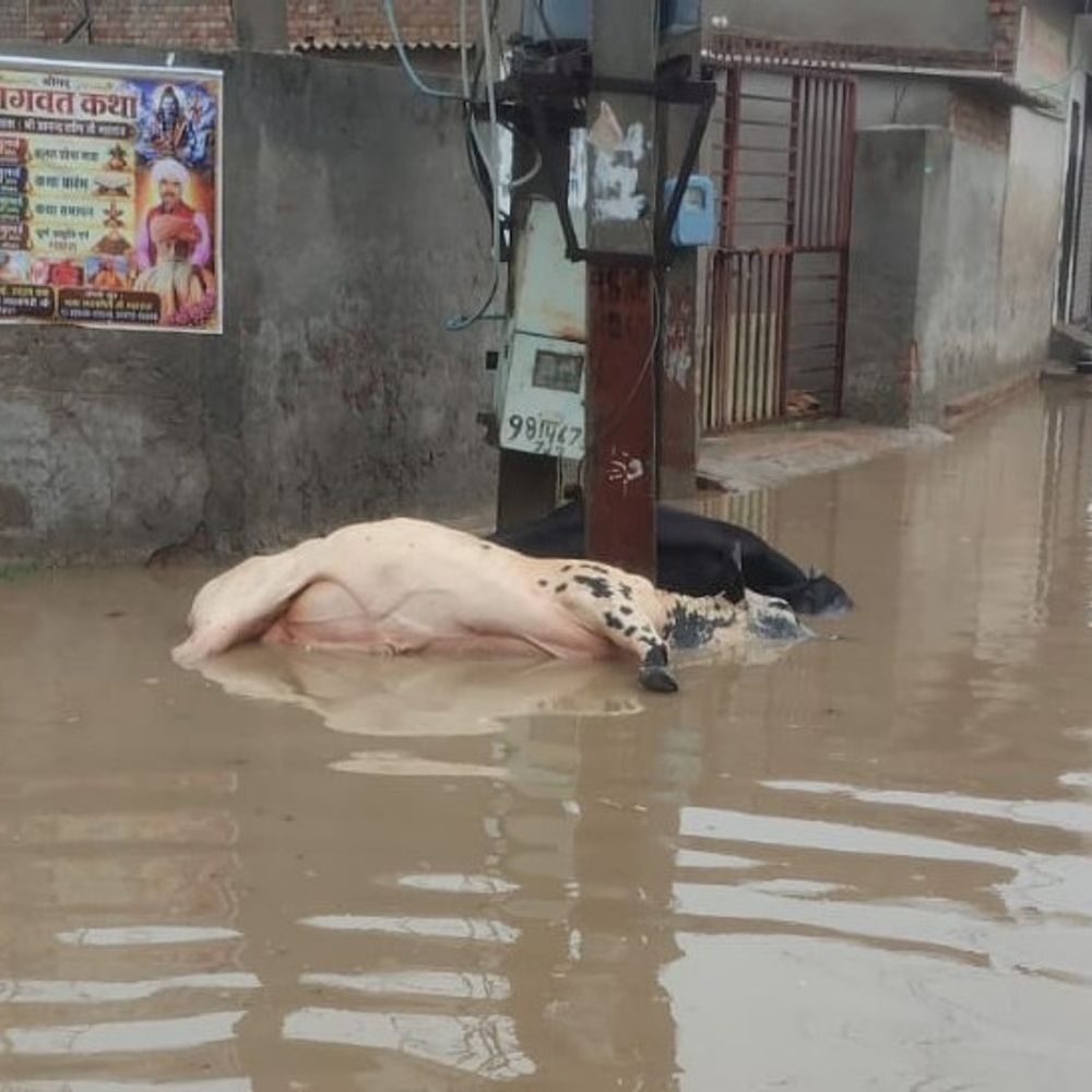अबोहर में जलभराव उतरा करंट, चार बेजुबानों की मौत:बिजली विभाग और पार्षद पर भड़के लोग, गनीमत कोई घर से बाहर ​नहीं निकला नहीं
