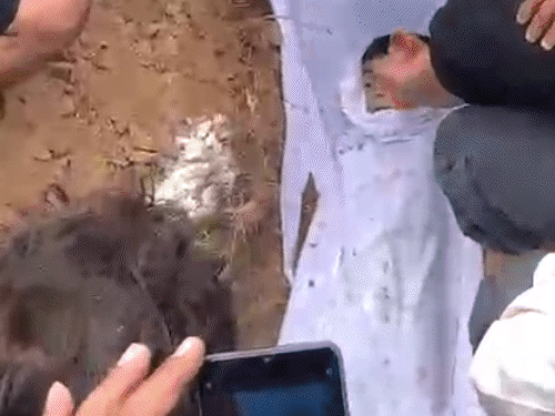 मोहाली- बच्चों का मुंह देखने पहुंची मां को रोका:बोली- मैंने कौन सी गलती की; 2 बेटों और बेटी को नहर में फेंका था; एक गायब