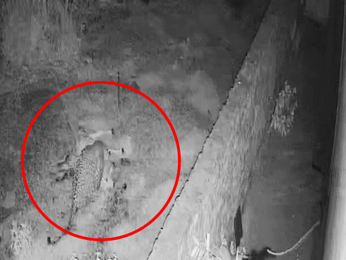 Leopard Attack in Dasuya | Cow Hunted in House CCTV Footage