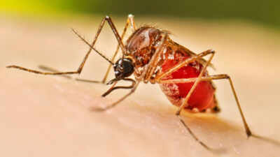 Dengue tops vector-borne diseases in Delhi with 199 cases; malaria tally at 55, chikungunya at 13 | Delhi News