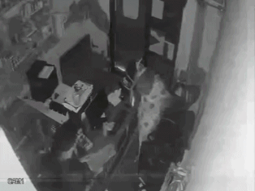 बॉयफ्रेंड को घर बुलाकर जिंदा जलाने वाली युवती का VIDEO:अमृतसर में 3 दिन पहले भी पेट्रोल लेकर युवक के घर पहुंची; परिवार से बोली- दान करना है