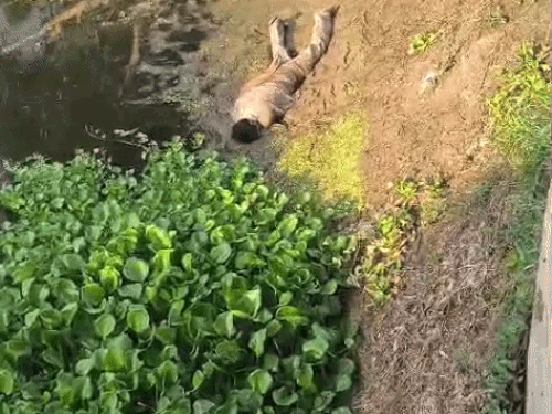 सिरसा की कसाबा माइनर से मिला युवक का शव:ग्रामीणों ने डेडबॉडी बहती देख बुलाई पुलिस; पानी कम होने से किनारे पर अटकी