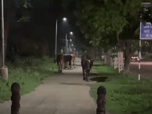 चंडीगढ़ में गौ-रक्षा दल का DC को पत्र:सुप्रीम कोर्ट के आदेश दरकिनार, नहीं सुधरी आवारा गोवंश की स्थिति; कार्रवाई का मांगा ब्यौरा