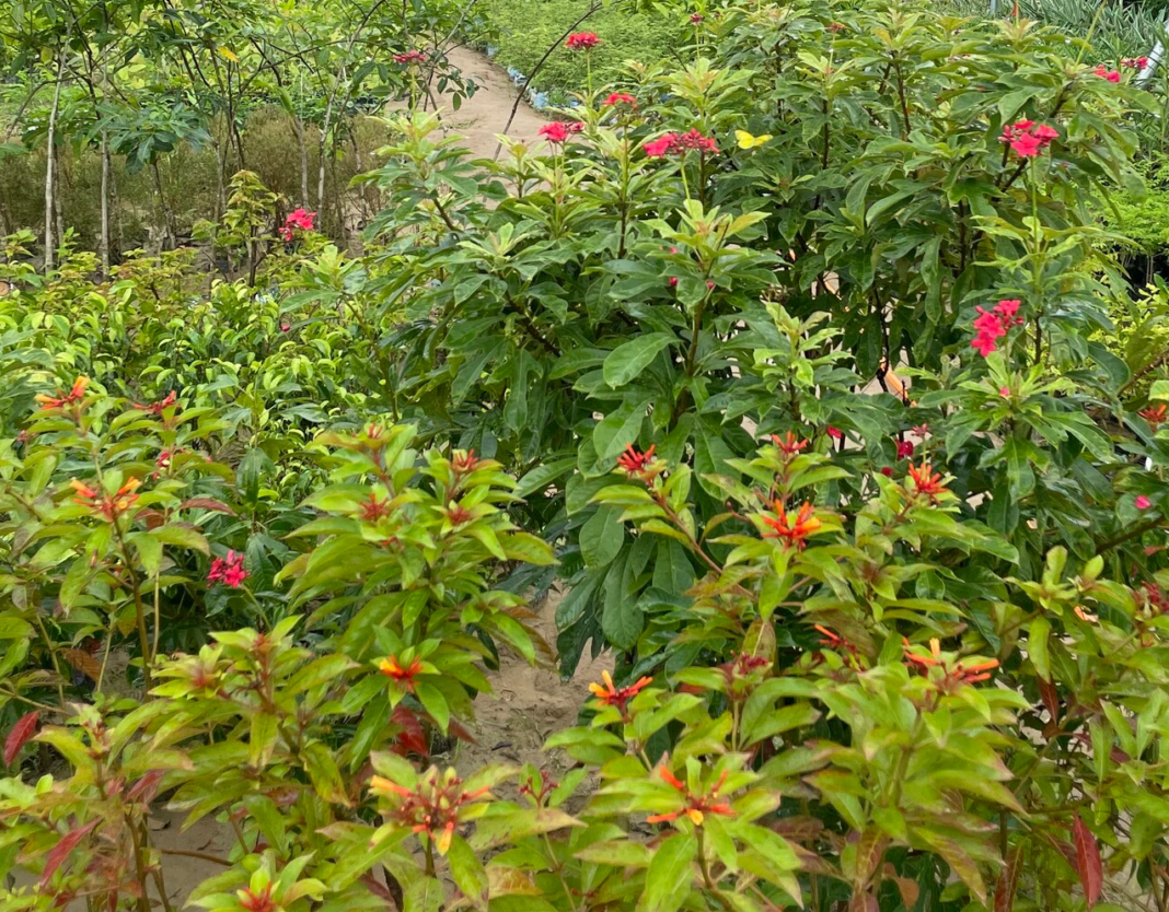 Sirsa Nursery License Mandated | Vegetable Fruit Plants Rules List