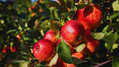 Apple not so ‘fruitful’ for Himachal? Climate pressures hill state’s Rs 5,000 crore economy