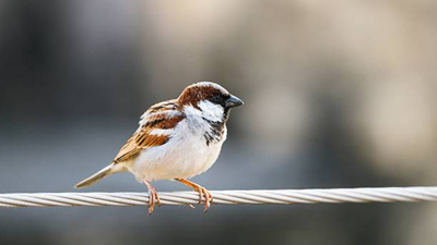 In 1860, house sparrows were introduced to North America to control insects, but the tiny birds quickly spread, became a common sight and turned into one of the continent’s most widespread invasive species