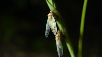 India’s rare ‘World Cup’ insect appears once every four years, and scientists have now discovered it in a new region |