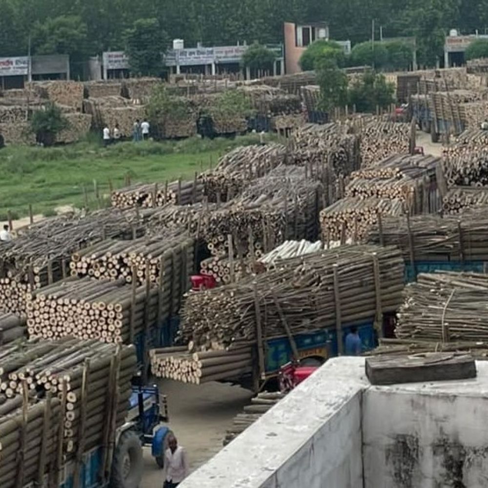 यमुनानगर में कांवड़ यात्रा का असर:कल से 13 दिन बंद रहेंगी मंडौली-मानकपुर लकड़ी मंडियां, श्रद्धालुओं के लिए रोज चलेगी स्पेशल ट्रेन