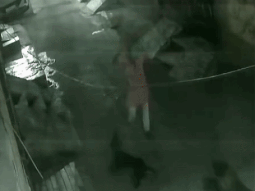 Amritsar Stray Dog Attack | Elderly Man Dies After Being Mauled
