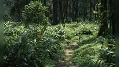Kerala HC initiates suo motu case over reports of large-scale tree felling in Idukki | Kochi News