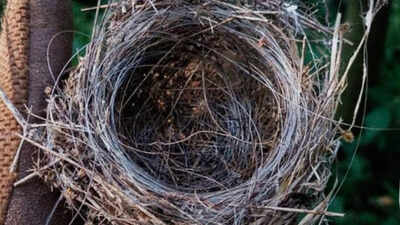 Ukraine’s birds are building nests from drone cables: How a war-torn world is reshaping wildlife
