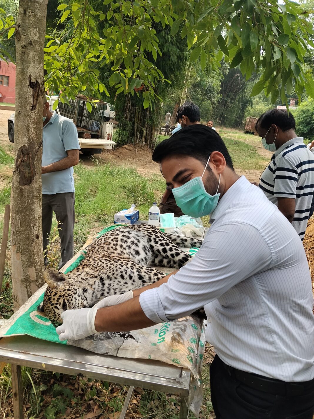 Yamunanagar Kalalesar Leopard Sick | Dog Disease Alert
